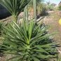 10 seeds Agave karwinskii Succulents Garden Plants