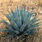 10 seeds Agave chrysantha Succulents Garden Plants