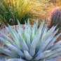 10 seeds Agave chrysantha Succulents Garden Plants