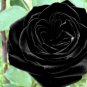 150 seeds China Rare Black Rose Flower Bonsai