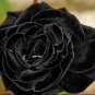 150 seeds China Rare Black Rose Flower Bonsai
