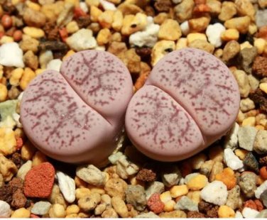 100 seeds Lithops pseudotruncatella c187 Garden Plants