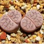 100 seeds Lithops pseudotruncatella c187 Garden Plants