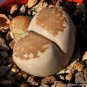 100 seeds Lithops julii C218A Succulents Garden Plants
