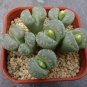 100 seeds Lithops otzeniana green attempts Succulents Garden Plants