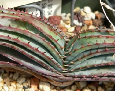 10 seeds Aloe Love Heart Shape Suprafoliata Seeds