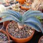 10 seeds Aloe Love Heart Shape Suprafoliata Seeds