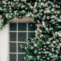 50 Seeds Rare Climbing Jasmine Flower Colorful Fragrant Arabian Jasmine