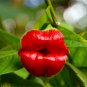 120 Seeds Exotic Red Lips Plants Rare Flower Pots Garden Flowers Plants Park Yard