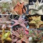 10 seeds Aloe Mixed Seeds Succulents Garden Plants
