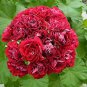 50 seeds Giant Red Big Blooms Geranium Flowers Rare Plant Heirloom Garden Ornamental Flowers