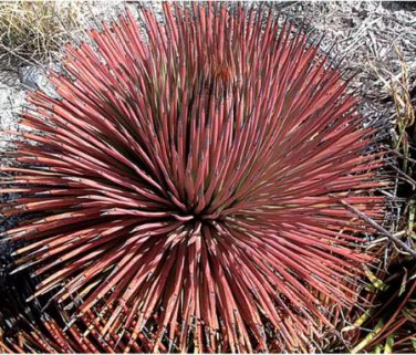 10 seeds Agave Stricta Rubra Red Hedgehog Agave Perennial Spiny Succulent