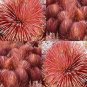 10 seeds Agave Stricta Rubra Red Hedgehog Agave Perennial Spiny Succulent