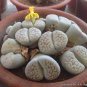 100 seeds Lithops karasmontana C225 Succulents Garden Plants