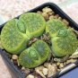 100 seeds LITHOPS lesliei mix Succulents Garden Plants