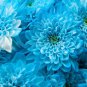 100 Seeds Zinnia Pretty Pastel Mixed Flower - (Color: A13)