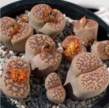 100 seeds Lithops bromfieldii C348 Succulents Garden Plants