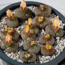 100 seeds Lithops bromfieldii C382 Succulents Garden Plants