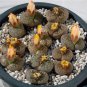 100 seeds Lithops bromfieldii C382 Succulents Garden Plants