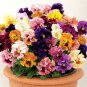 2000 Seeds Mixed Color Rare Pansy Bonsai Wavy Viola Tricolor Flower Bonsai