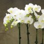 100 Seeds Phalaenopsis Giant Orchid Flower Big Flowers for Rooms Indoor Orchid Alive pots