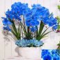 100 Seeds Phalaenopsis Orchid, Phalaenopsis Plants, Bonsai hydroponic Flower Bonsai for Four Seasons