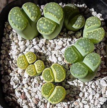 100 seeds Lithops C56A Succulents Garden Plants
