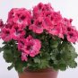 105 Seeds 17 Colors Univalve Geranium Garden Perennial