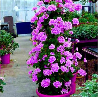 50 Seeds Climbing Geranium Rare Bonsai Flower Perennial Plant Pelargonium