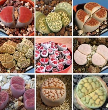 100 seeds Lithops karasmonta Succulents Garden Plants