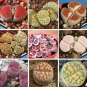 100 seeds Lithops karasmonta Succulents Garden Plants