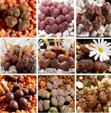 20 seeds Multi-variety mixed Succulents Garden Plants