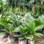 10 Seeds Palm Bonsai DIY Plant for Home Garden Decoration Bonsai Plants Tree Bonsai Happy New Year