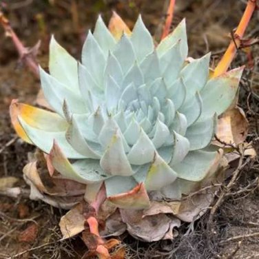 20 seeds Dudleya anthonyi 'Mision' Succulents Garden Plants