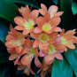 1 Seeds Medium Flower Real Bowl clivia  (Color: 12)