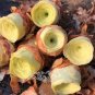 20 seeds Greenovia diplocycla ex La Gomera - Alojera Succulents Garden Plants