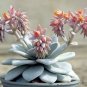 20 seeds ECHEVERIA Laui Succulents Garden Plants