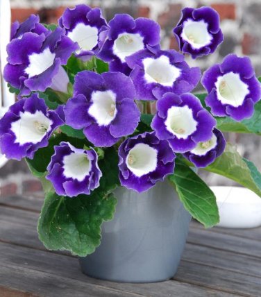 100 Seeds Rare Colorful Flower Mini Gloxinia Flores Perennial Flowering Plants