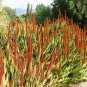 10 seeds Aloe Vryheidensis Succulents Garden Plants