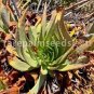 20 seeds Dudleya lanceolata Succulents Garden Plants