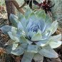 20 seeds Dudleya pulverulenta Succulents Garden Plants