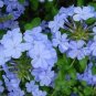 6000 Seeds Plumbago auriculata - (Color: Seed)