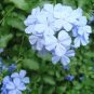 6000 Seeds Plumbago auriculata - (Color: Seed)