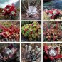 20 seeds Dudleya Mix Succulents Garden Plants