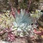 20 seeds Dudleya Mix Succulents Garden Plants