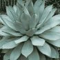 10 seeds Agave potatorum Succulent Garden Plants