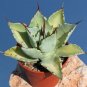 10 seeds Agave Seemanniana Agave Garden Plants