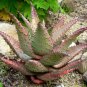 10 seeds ALOE Marlothii Garden Plants Rare Potted Plants Seeds