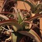 10 seeds Aloe gilbertii Succulents Garden Plants