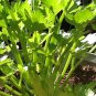10000 Seeds F1 Hybrid Celery Seeds Garden Green Chinese Vegetables